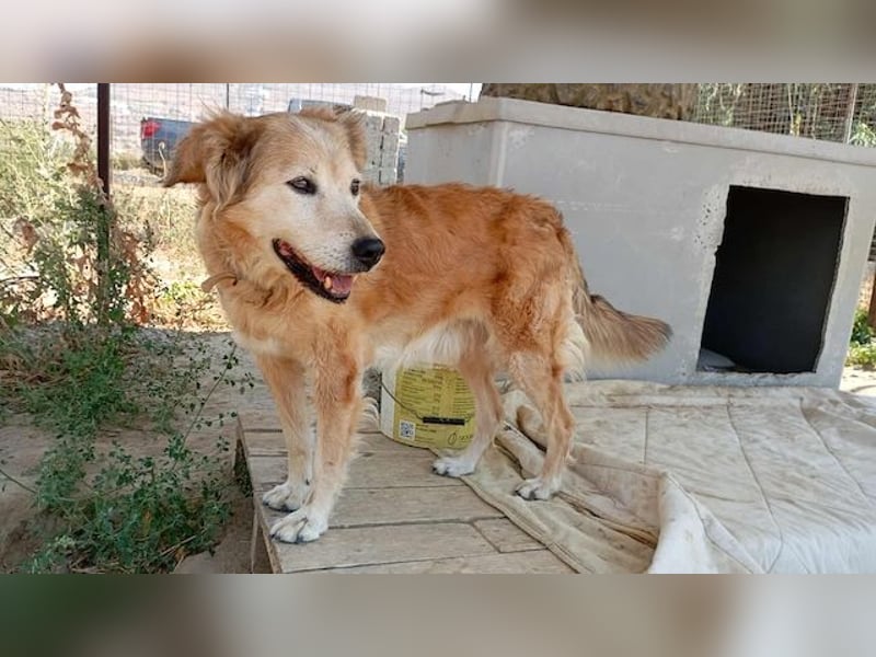 Laourita, tapfere Hundeomi, ca. 11 Jahre, ca. 56 cm, ca. 22 kg