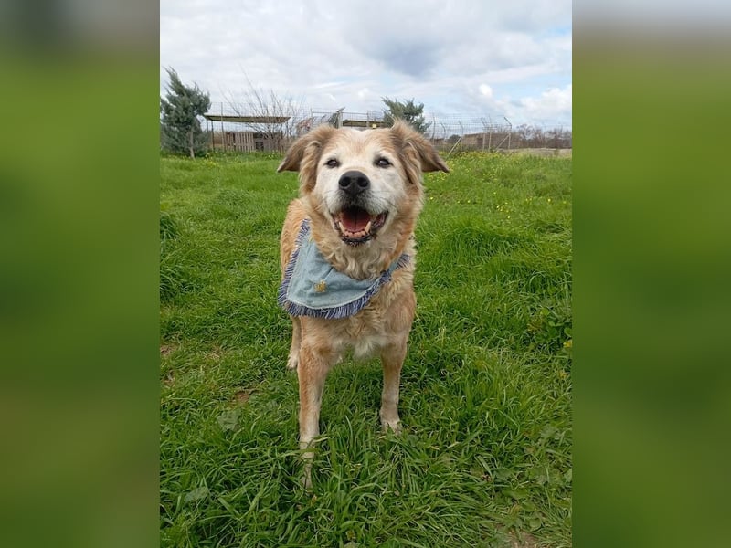 Laourita, tapfere Hundeomi, ca. 11 Jahre, ca. 56 cm, ca. 22 kg