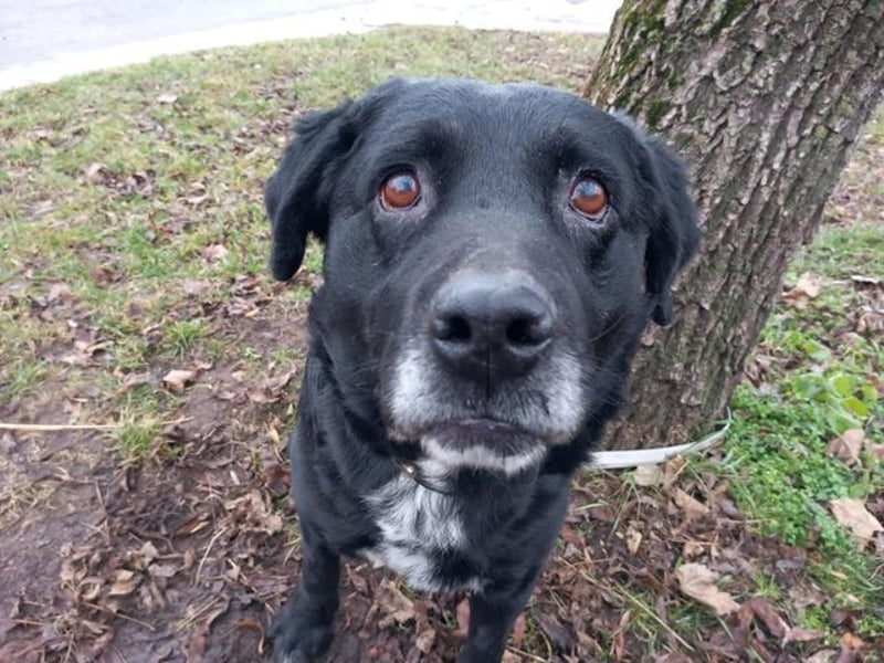Elias, liebevoller Herzenshund, ca. 12 Jahre, ca. 55cm, ca. 25 kg