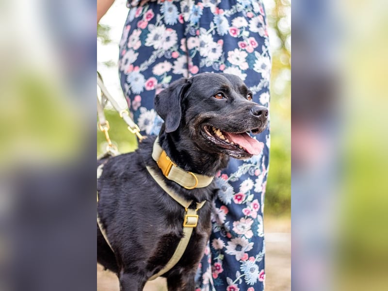 Jasmina, schwarze Schönheit, ca. 6 Jahre, ca. 56 cm, ca. 28 kg