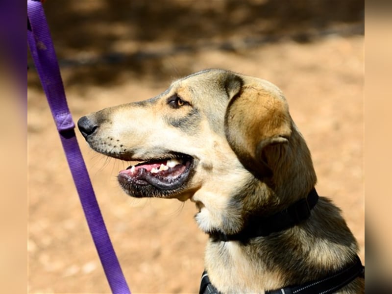 Grinias, stattlicher Kuschelbär, ca. 10 Monate