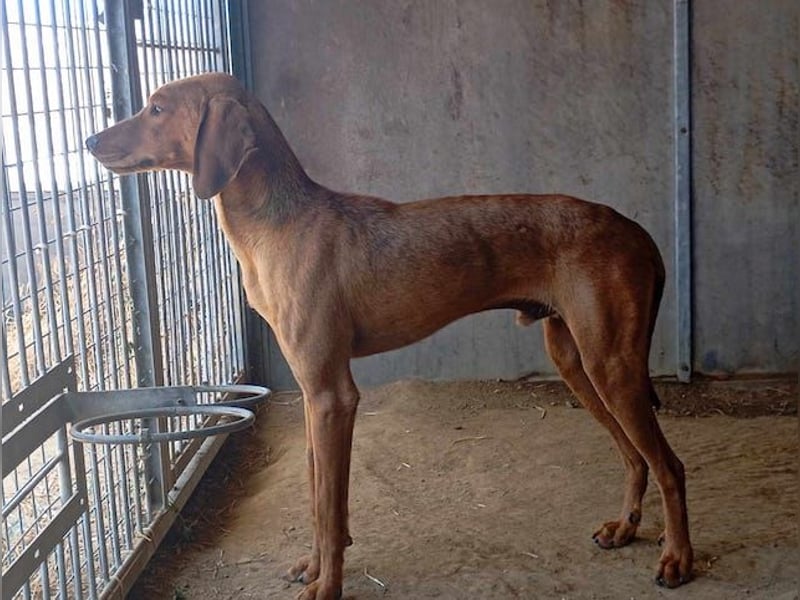 Kanelos, schüchterner Herzenshund, ca. 1 Jahr, ca. 58 cm, ca. 19 kg