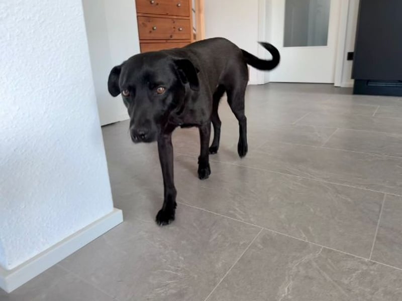 Mr. Néró, stubenreiner Traumhund , ca. 5 Jahre, ca. 52 cm, ca. 16 kg *in 82346 Andechs*