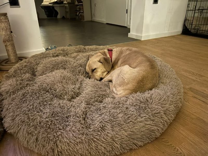 Taco, liebevoller Familienhund, ca. 2 Jahre, ca. 55cm, ca. 24 kg *88131 Lindau*