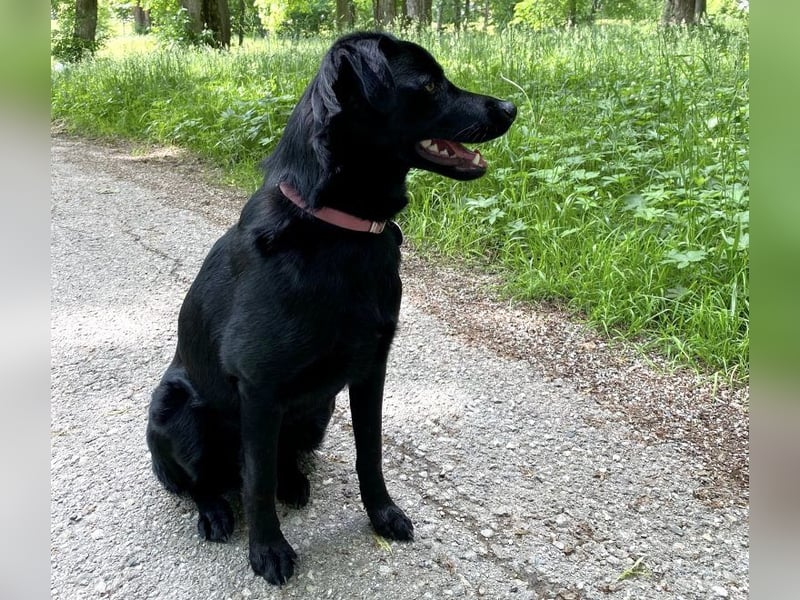 Ellie, sportliche Hündin, 5 Jahre, ca.52 cm *in 57339 Erndtebrück*