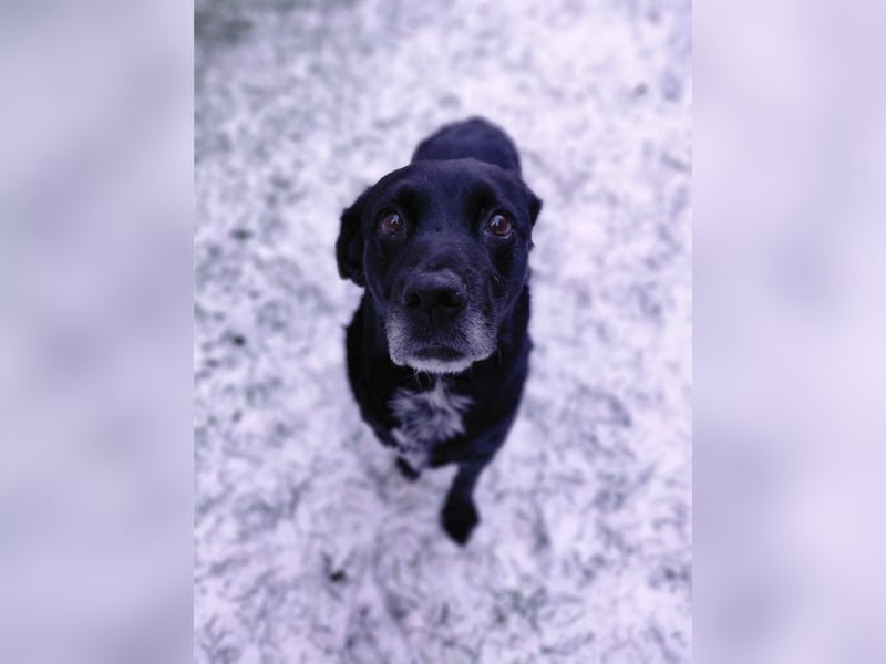 Elias, liebevoller Herzenshund, ca. 13 Jahre, ca. 55cm, ca. 25 kg *in 64287 Darmstadt*