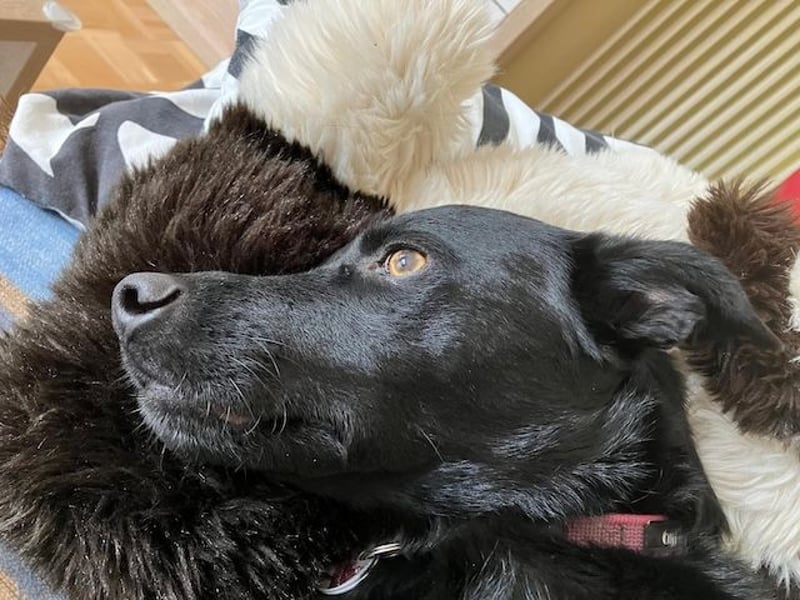 Ellie, sportliche Hündin, 5 Jahre, ca.52 cm *in 57339 Erndtebrück*