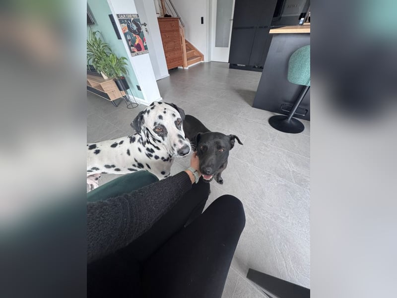 Mr. Néró, stubenreiner Traumhund , ca. 5 Jahre, ca. 52 cm, ca. 16 kg *in 82346 Andechs*