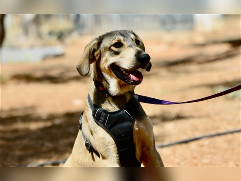 Grinias, stattlicher Kuschelbär, ca. 10 Monate