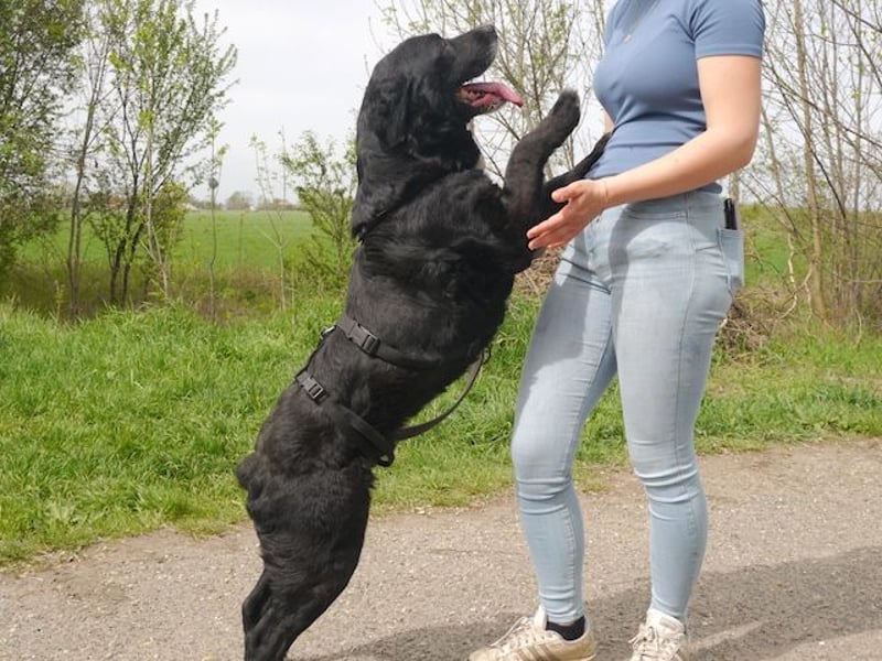 Elias, liebevoller Herzenshund, ca. 12 Jahre, ca. 55cm, ca. 25 kg