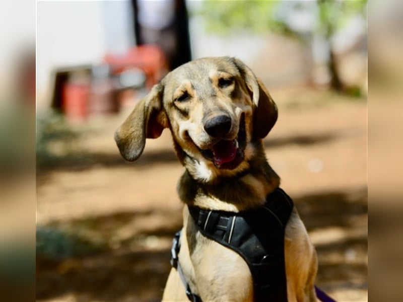 Grinias, stattlicher Kuschelbär, ca. 10 Monate