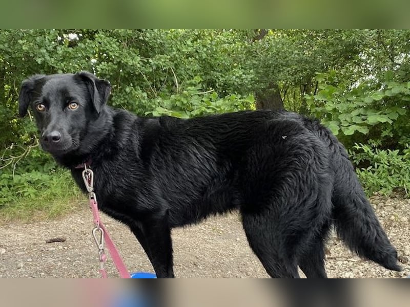 Ellie, sportliche Hündin, 5 Jahre, ca.52 cm *in 57339 Erndtebrück*