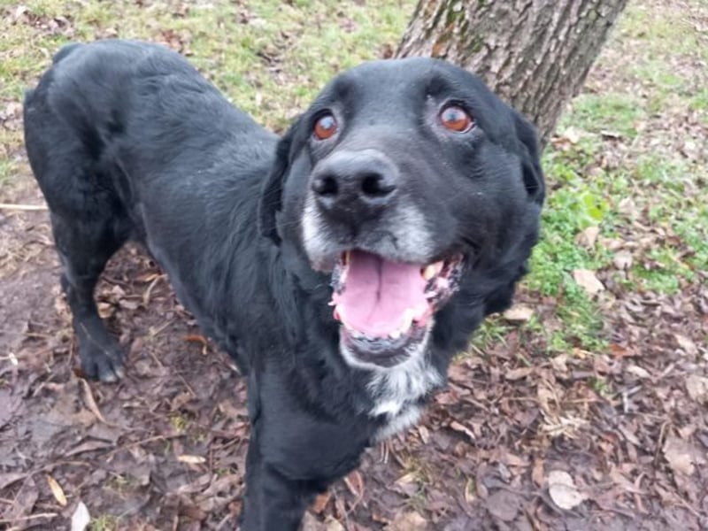 Elias, liebevoller Herzenshund, ca. 12 Jahre, ca. 55cm, ca. 25 kg