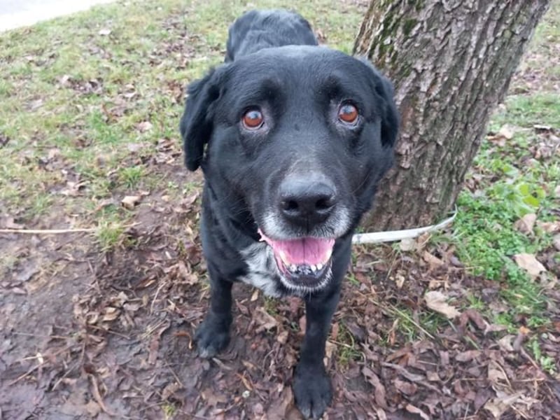 Elias, liebevoller Herzenshund, ca. 12 Jahre, ca. 55cm, ca. 25 kg