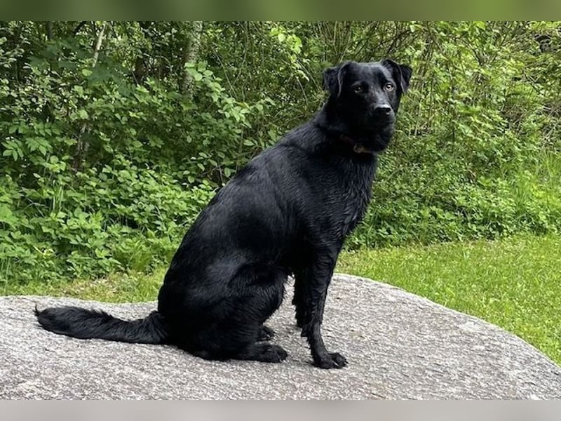 Ellie, sportliche Hündin, 5 Jahre, ca.52 cm *in 57339 Erndtebrück*