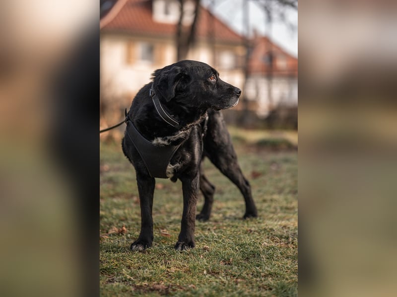 Elias, liebevoller Herzenshund, ca. 13 Jahre, ca. 55cm, ca. 25 kg *in 64287 Darmstadt*