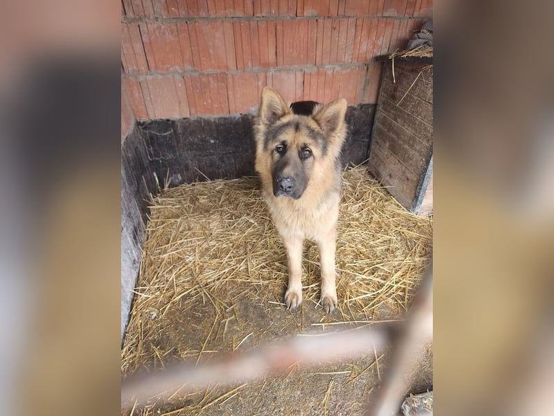 Maci, charmanter Schäferhund(mix), ca. 1 Jahr, ca. 60cm, ca. 30 kg