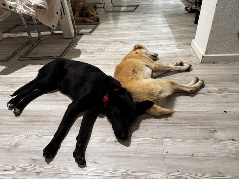 Babsi, stubenreiner Quatschkopf, ca 1 Jahr, ca 52 cm, ca. 12 kg *in 85591 Vaterstetten*