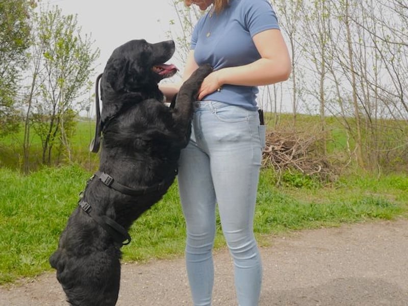 Elias, liebevoller Herzenshund, ca. 12 Jahre, ca. 55cm, ca. 25 kg