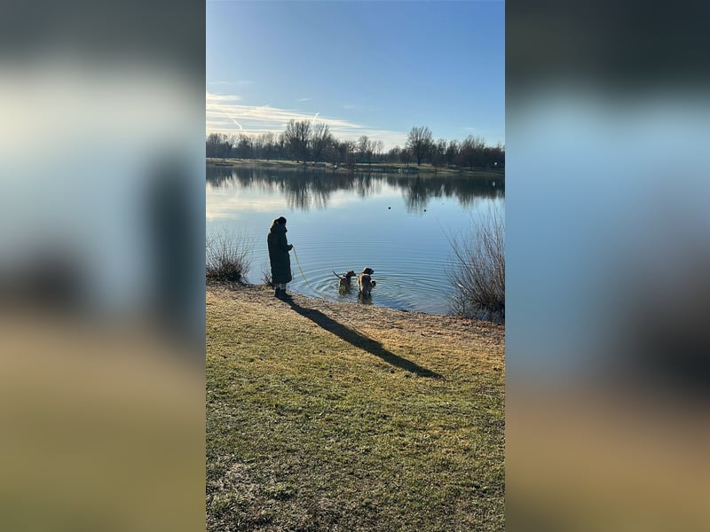 Taco, liebevoller Familienhund, ca. 2 Jahre, ca. 55cm, ca. 24 kg *88131 Lindau*