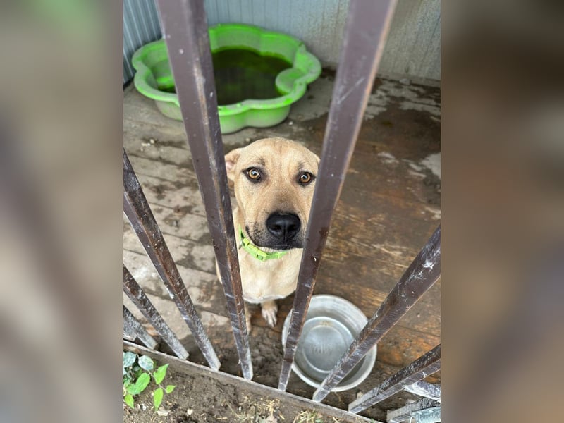 Billy, fröhlicher Wirbelwind, ca. 1 Jahr, ca. 55cm, ca. 23kg