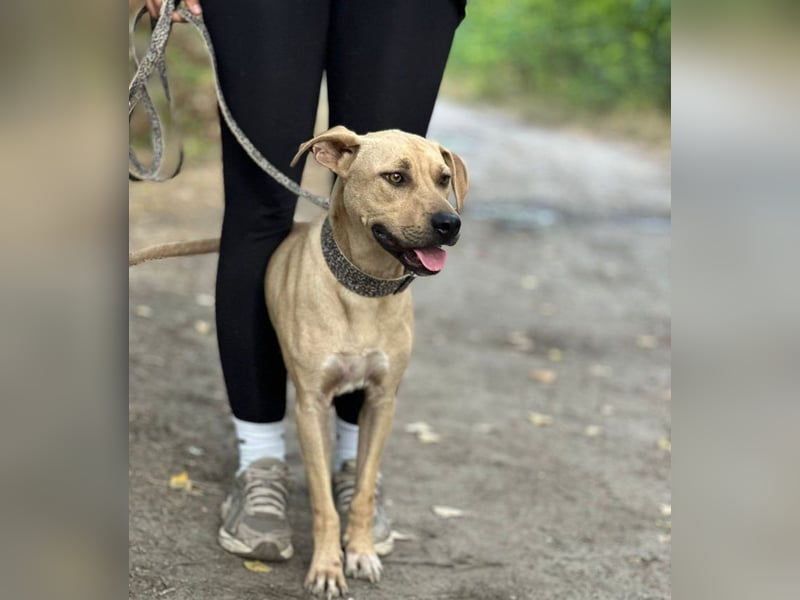 Billy, fröhlicher Wirbelwind, ca. 1 Jahr, ca. 55cm, ca. 23kg