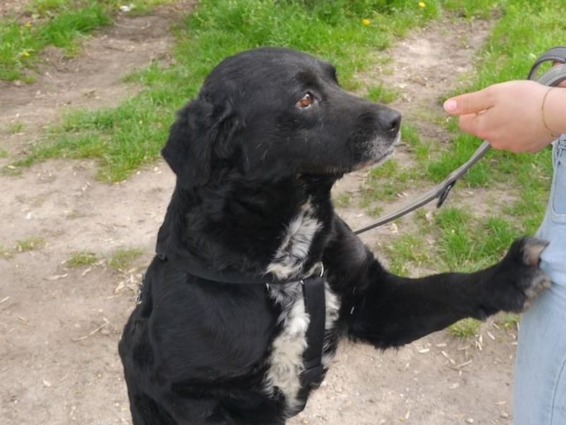 Elias, liebevoller Herzenshund, ca. 12 Jahre, ca. 55cm, ca. 25 kg
