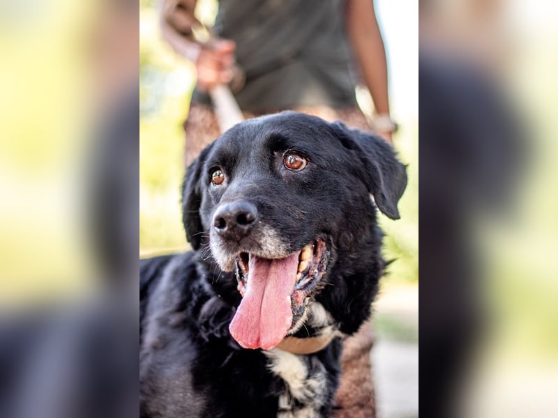 Elias, liebevoller Herzenshund, ca. 12 Jahre, ca. 55cm, ca. 25 kg