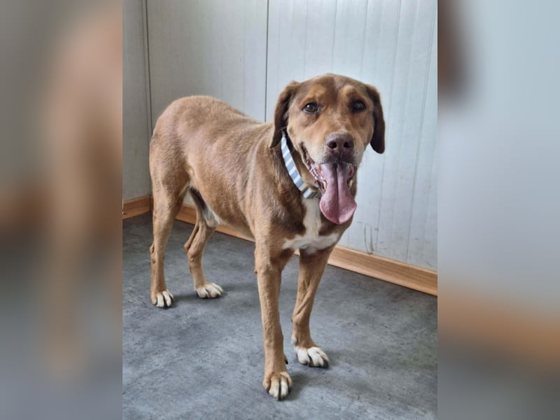 Mister Jack, großer Charmeur, ca. 12 Jahre, ca. 59 cm, ca. 28 kg