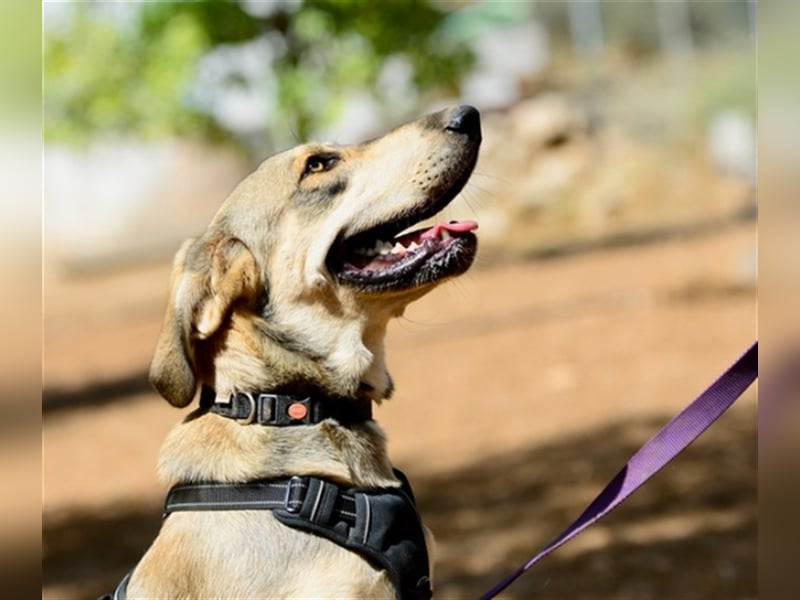 Grinias, stattlicher Kuschelbär, ca. 10 Monate