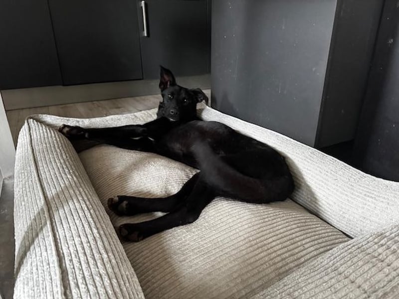 Babsi, stubenreiner Quatschkopf, ca 1 Jahr, ca 52 cm, ca. 12 kg *in 85591 Vaterstetten*