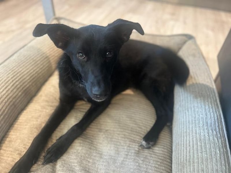 Babsi, stubenreiner Quatschkopf, ca 1 Jahr, ca 52 cm, ca. 12 kg *in 85591 Vaterstetten*