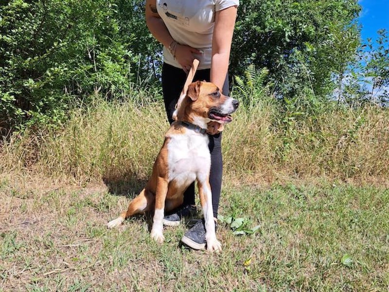 Mister Berci, offener Knuddelbär, ca. 1 Jahr, ca. 58 cm, ca. 23 kg *in 81679 München*