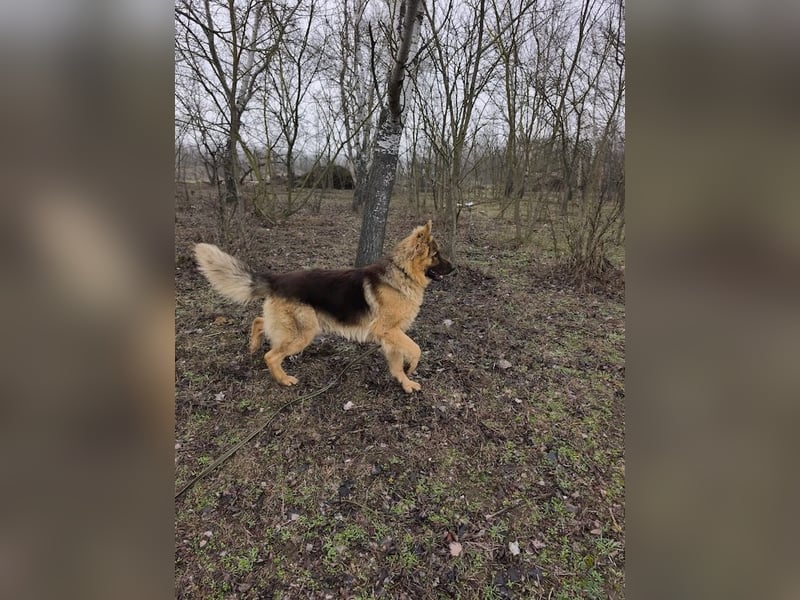 Maci, charmanter Schäferhund(mix), ca. 1 Jahr, ca. 60cm, ca. 30 kg