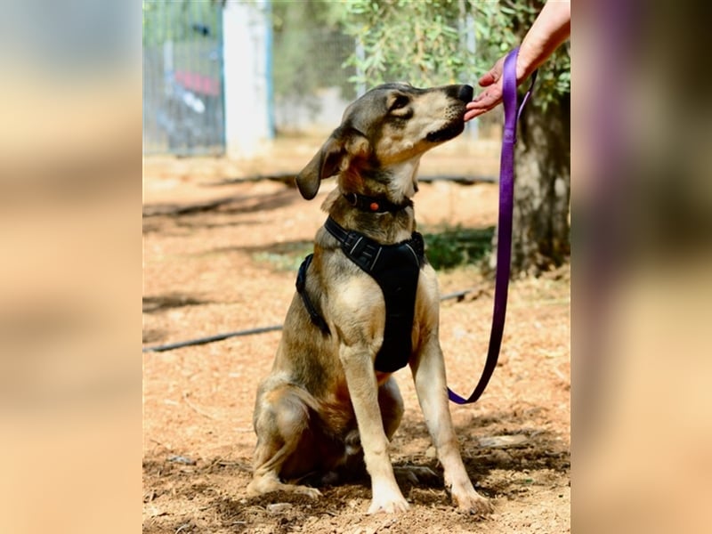 Grinias, stattlicher Kuschelbär, ca. 10 Monate