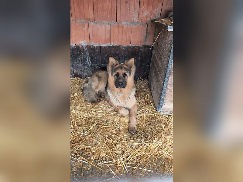 Maci, charmanter Schäferhund(mix), ca. 1 Jahr, ca. 60cm, ca. 30 kg