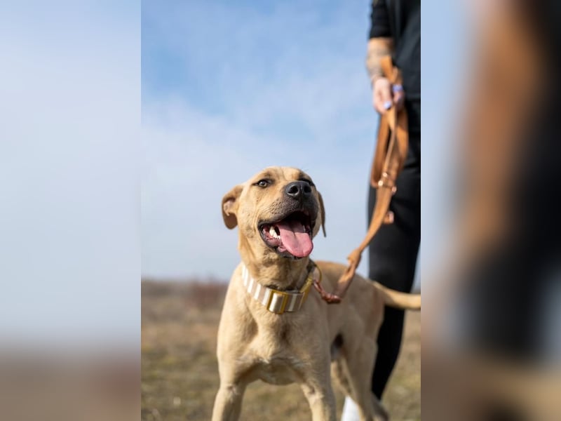 Billy, fröhlicher Wirbelwind, ca. 1 Jahr, ca. 55cm, ca. 23kg