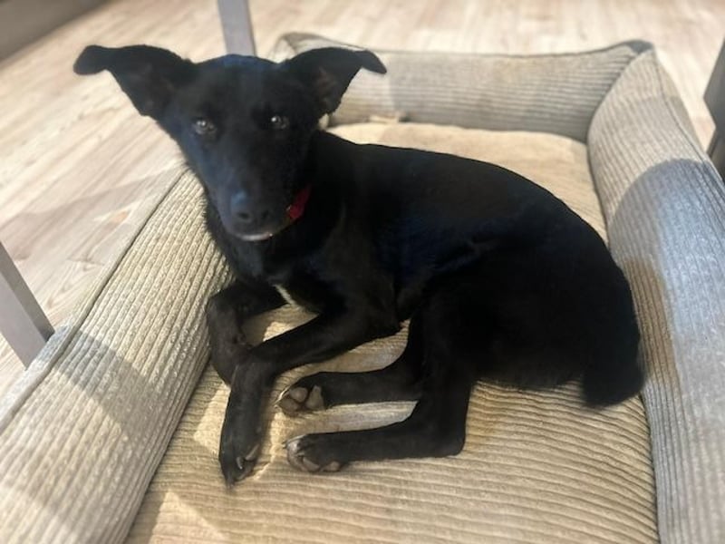 Babsi, stubenreiner Quatschkopf, ca 1 Jahr, ca 52 cm, ca. 12 kg *in 85591 Vaterstetten*