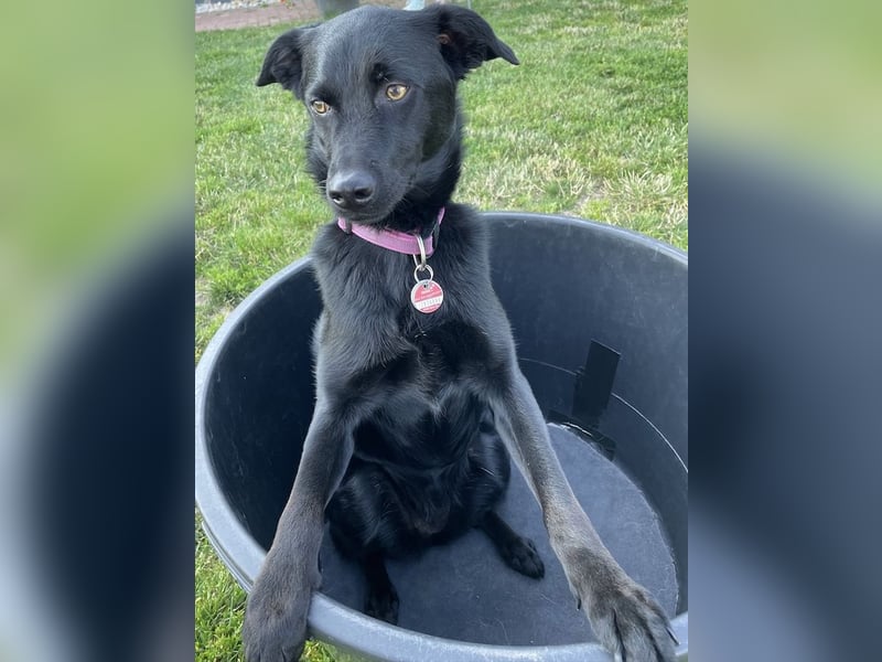 Ellie, sportliche Hündin, 5 Jahre, ca.52 cm *in 57339 Erndtebrück*