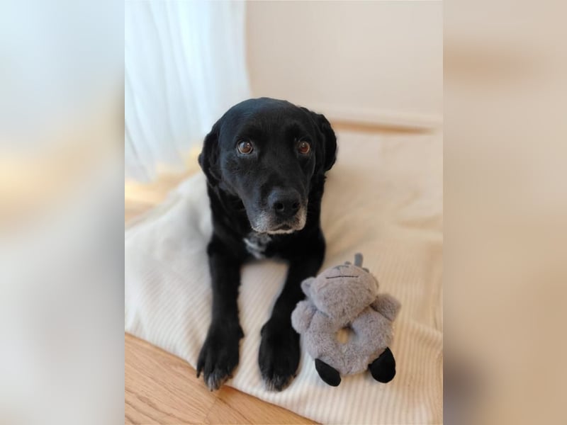 Elias, liebevoller Herzenshund, ca. 13 Jahre, ca. 55cm, ca. 25 kg *in 64287 Darmstadt*