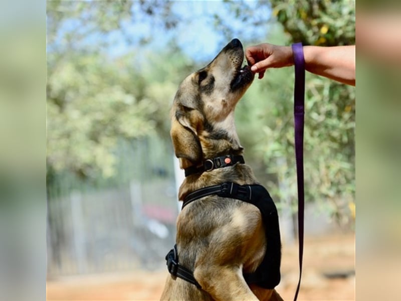 Grinias, stattlicher Kuschelbär, ca. 10 Monate