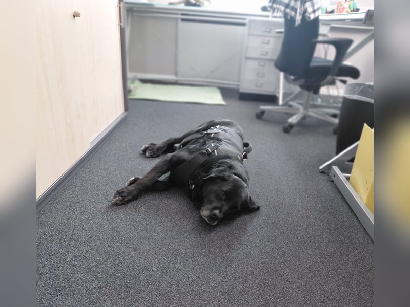 Elias, liebevoller Herzenshund, ca. 13 Jahre, ca. 55cm, ca. 25 kg *in 64287 Darmstadt*