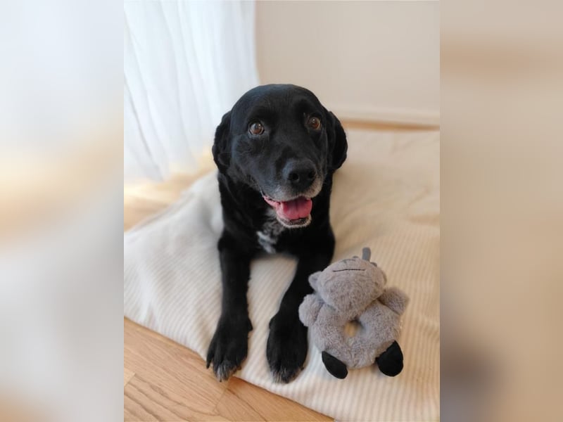 Elias, liebevoller Herzenshund, ca. 13 Jahre, ca. 55cm, ca. 25 kg *in 64287 Darmstadt*