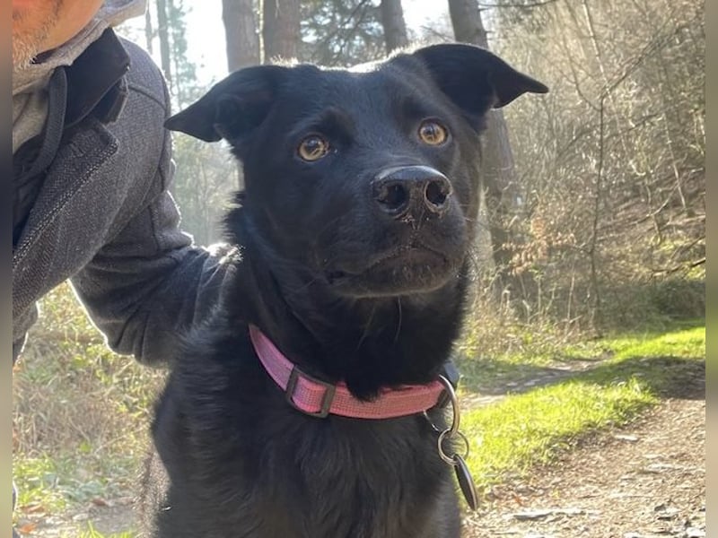 Ellie, sportliche Hündin, 5 Jahre, ca.52 cm *in 57339 Erndtebrück*