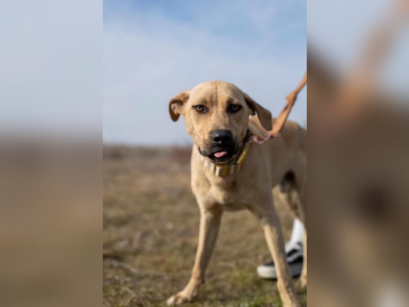 Billy, fröhlicher Wirbelwind, ca. 1 Jahr, ca. 55cm, ca. 23kg