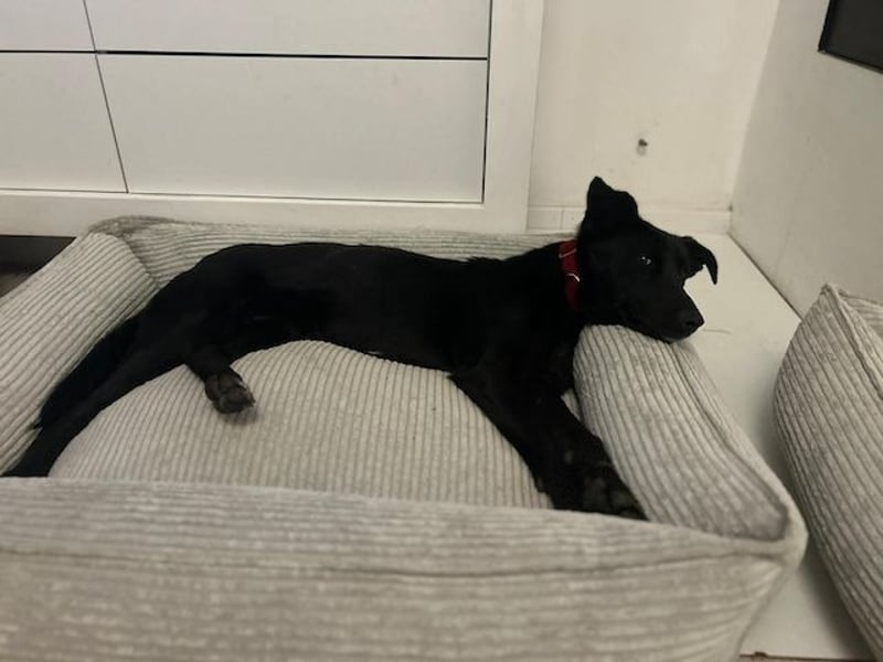 Babsi, stubenreiner Quatschkopf, ca 1 Jahr, ca 52 cm, ca. 12 kg *in 85591 Vaterstetten*