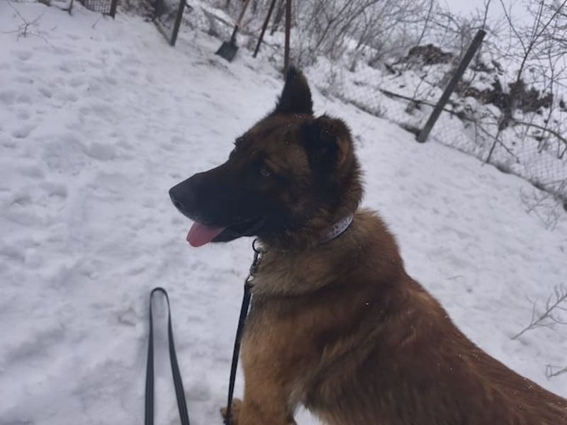 Pumba, feinfühliger Schäferhund(mix), ca. 8 Jahre, ca. 60 cm, ca. 28 kg