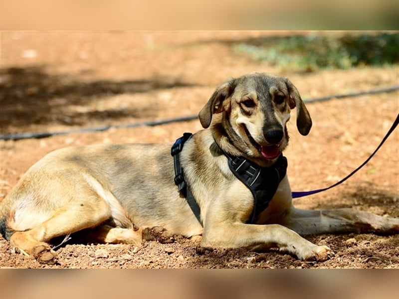 Grinias, stattlicher Kuschelbär, ca. 10 Monate