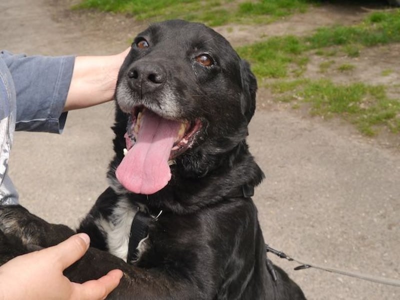 Elias, liebevoller Herzenshund, ca. 12 Jahre, ca. 55cm, ca. 25 kg