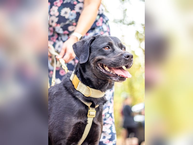 Jasmina, schwarze Schönheit, ca. 6 Jahre, ca. 56 cm, ca. 28 kg